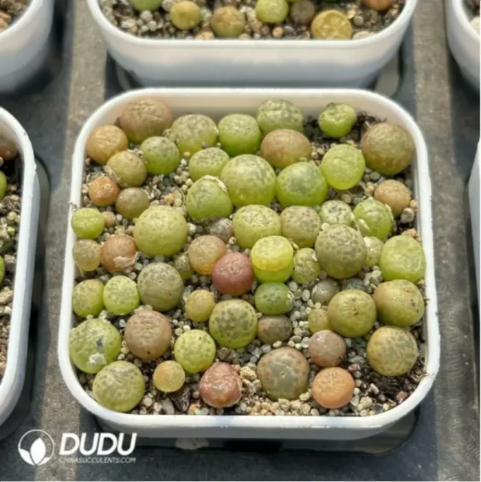 Conophytum-Kennedy 
Cut cake - Image 3