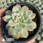 Echeveria Bubblegum Variegated - Image 3