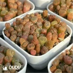 Conophytum-Fenglingyu Mix Color Lithops - Image 3