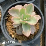 Echeveria Red Berry Variegated - Image 3