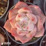 Echeveria Strawberry almond - Image 3
