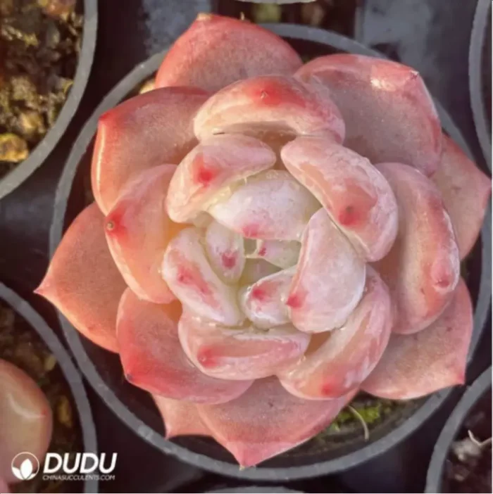 Echeveria Strawberry almond - Image 3