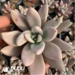 Echeveria ruby donna Varigated - Image 3