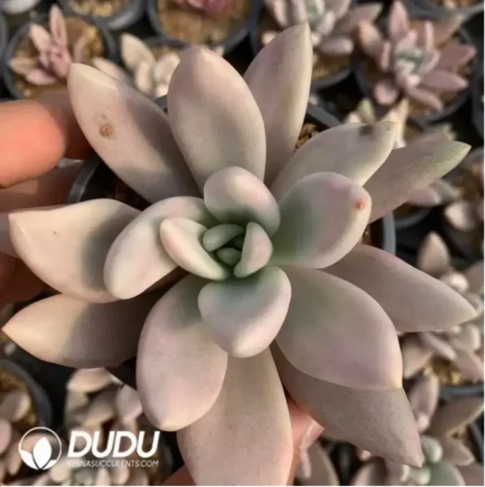 Echeveria ruby donna Varigated - Image 3