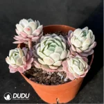 Echeveria Ice Berry Clustering - Image 3