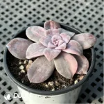 Graptopetalum Graptopetalumpentandrum ssp. superbum variegated - Image 3