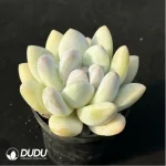 Pachyveria Perfume - Image 3