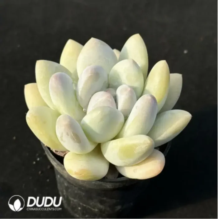 Pachyveria Perfume - Image 3