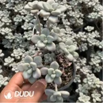 Graptopetalum Ellen variegated Clustering - Image 3