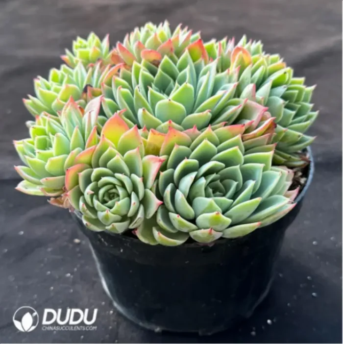 Echeveria Pansy
Clustering - Image 3