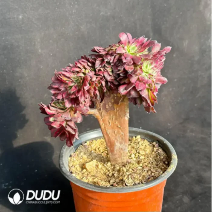 Alluaudia montagnaci - Image 3