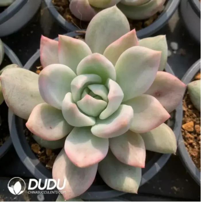 Echeveria pink champagne variegated - Image 3