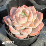 Echeveria Snow Tower - Image 3