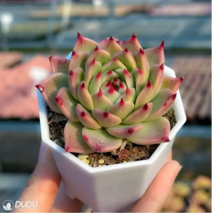 Echeveria Tosca - Image 3
