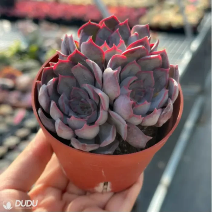 Echeveria Dark Ice Clustering - Image 3