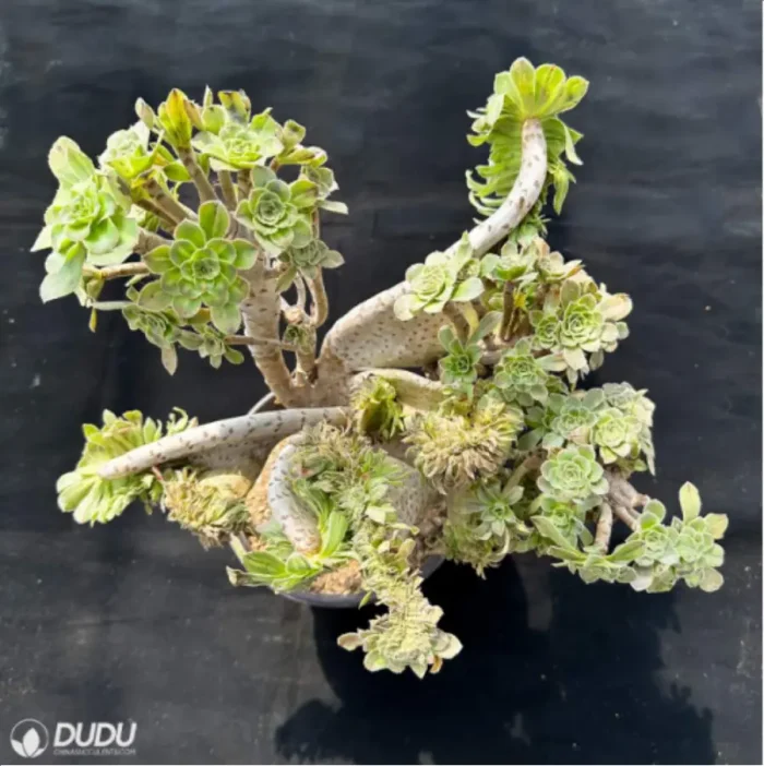 Aeonium arboreum var. arboreum variegated cristata - Image 3