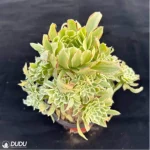 Aeonium Bilang Variegated Clustering - Image 3