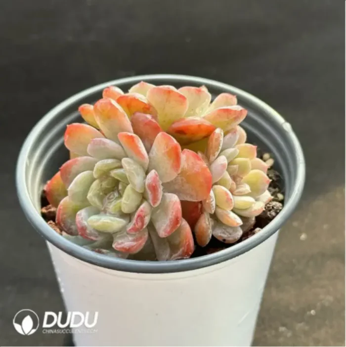 Echeveria Molten crystal Clustering - Image 3