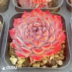 Echeveria Midget Crabapple - Image 3
