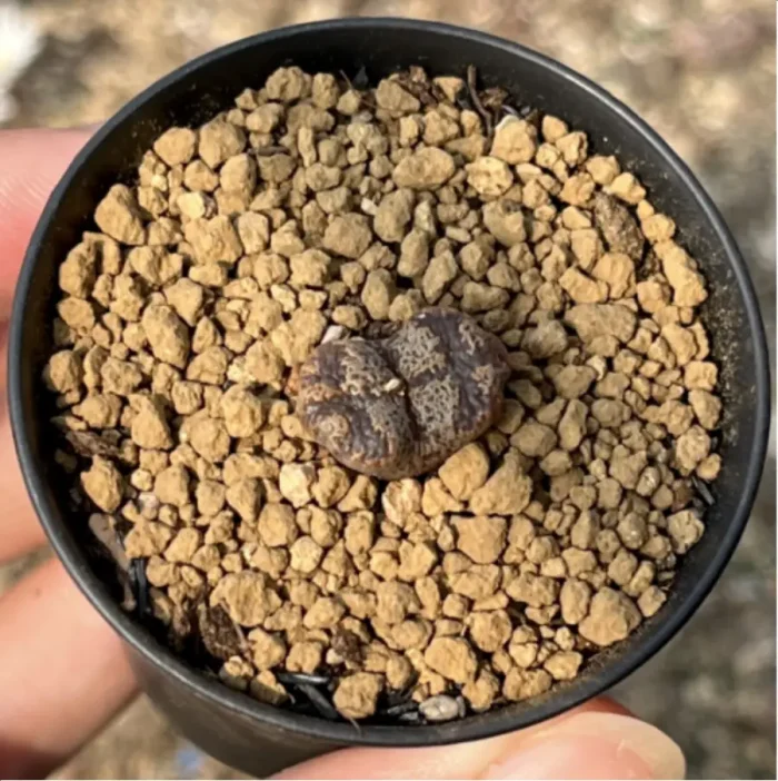 Conophytum-pellucidum 3Head/Pot - Image 3