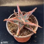 Aloe Downey Vera - Image 3