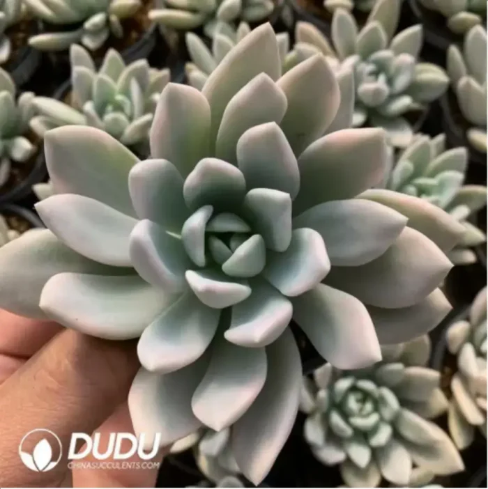 Graptoveria 'Opalina' Marginata - Image 3