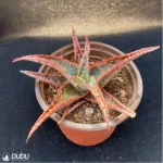 Aloe Christmas Vera - Image 3