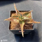 Aloe Flamingo - Image 3