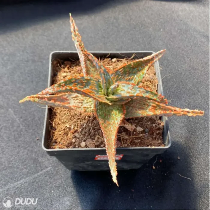 Aloe Flamingo - Image 3