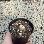 Lithops Wubiyu - Image 3