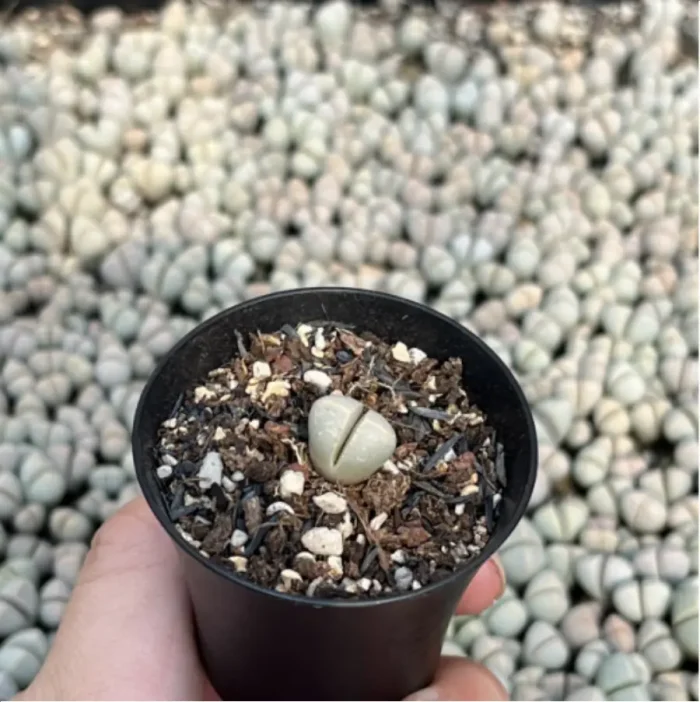 Lithops Wubiyu - Image 3
