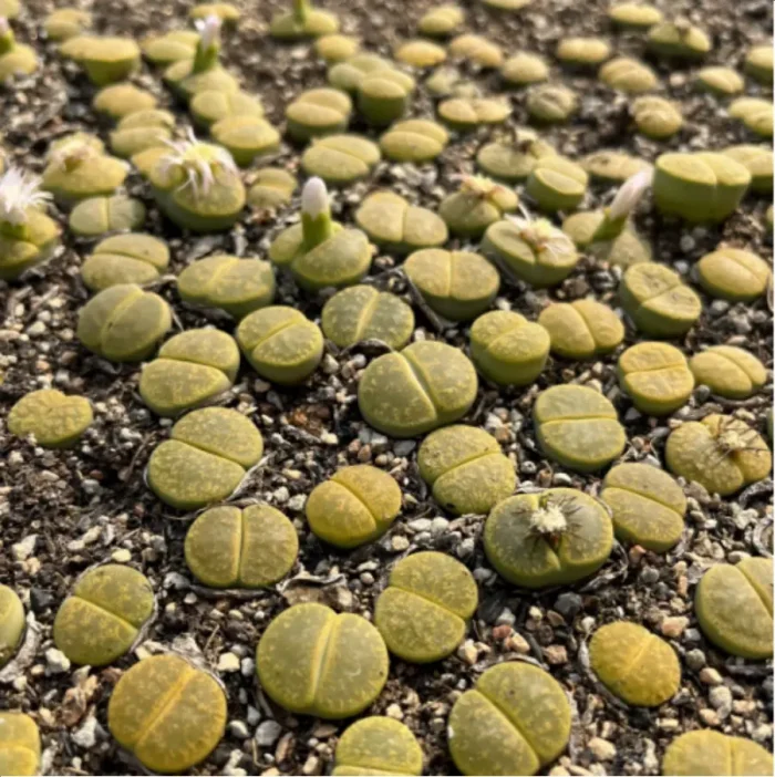 Lithops Lvzixuan - Image 3