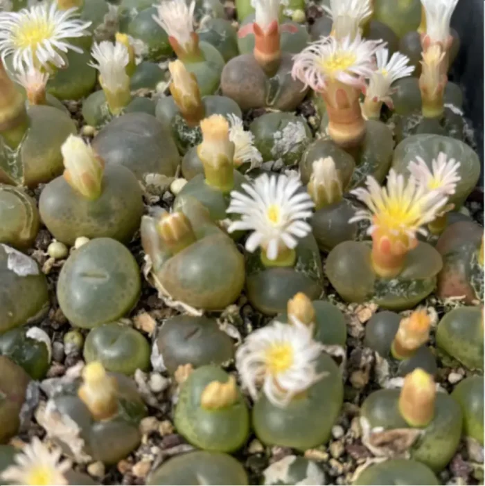Conophytum-maughanii - Single, 10 - Image 3