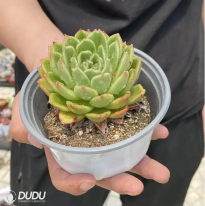 Echeveria Gilva - Image 3