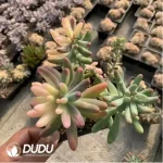 Sedum pachyphyllum Variegated Clustering - Image 3