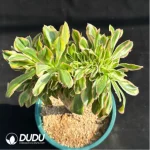 Aeonium Yanzi var. cristata - Image 3