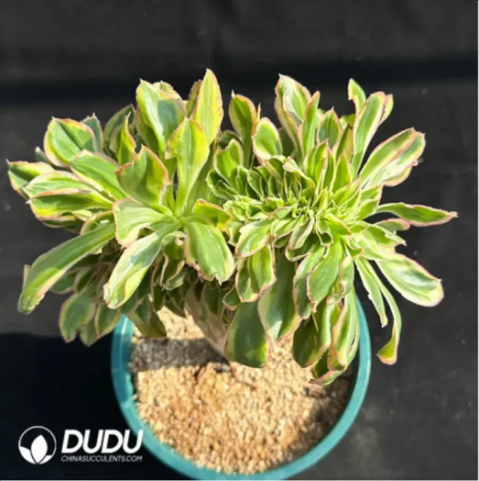 Aeonium Yanzi var. cristata - Image 3