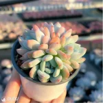 Echeveria Sedeveria Maxwell Cluster - Image 3