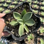 Agave parryi - Image 3