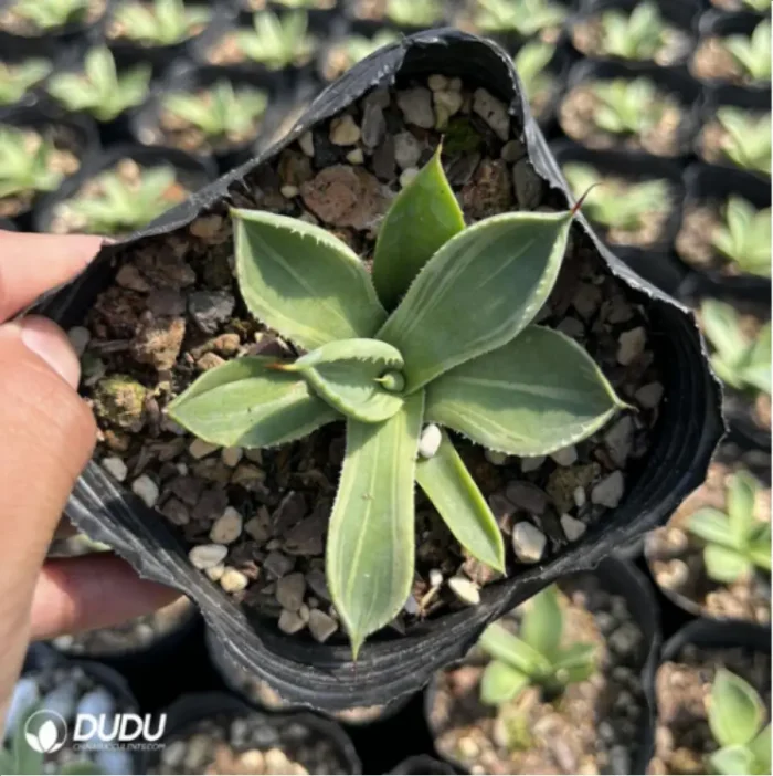 Agave parryi - Image 3