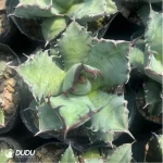 Agave Titanota Gentry Pumila - Image 3