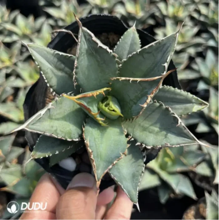 Agave Ovatifolia - Image 3