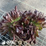 Aeonium Arboreum Velour European NO.4 - Image 3