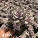 Echeveria'Mrs Richards'/Echeveria 'Gypsy' White Variegated Clustering - Image 3