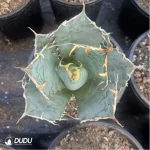 Agave Titanota Gentry White - Image 3