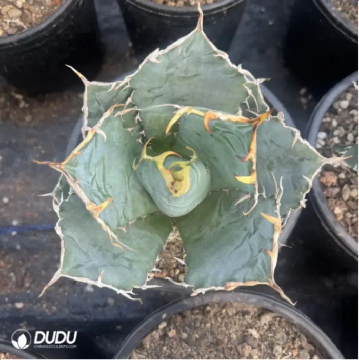 Agave Titanota Gentry White - Image 3