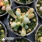 Fenestraria Rhopalophylla Variegated - Image 3