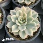 Echeveria Moon Fairy Variegated - Image 3