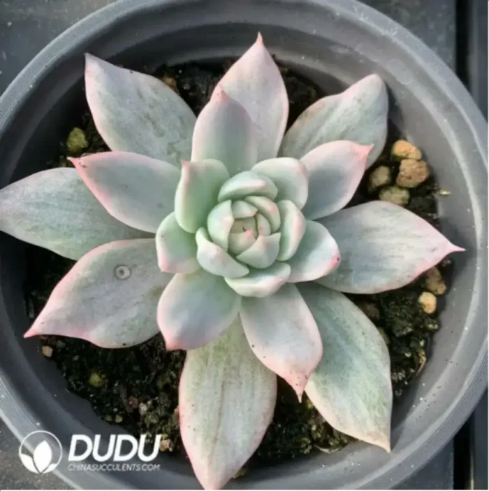Echeveria Blue bird variegated - Image 3