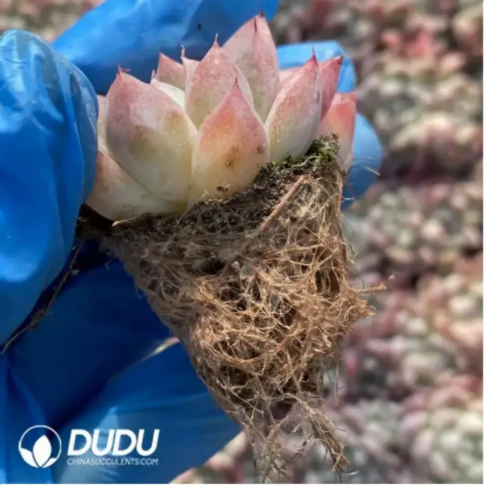 105Pcs/Tray Echeveria Alba Beauty Seedlings(Mix & Match 5+) - Image 3